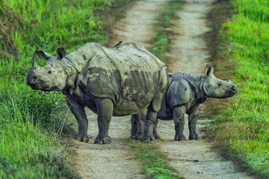 Ni un solo rinoceronte asesinado por furtivos este año en Nepal