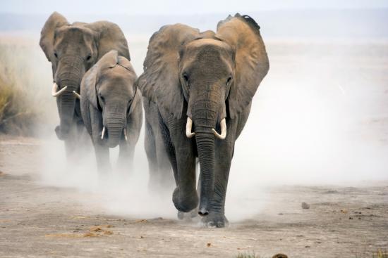 El duelo de los elefantes