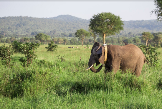 El collar GPS que salva vidas de elefantes