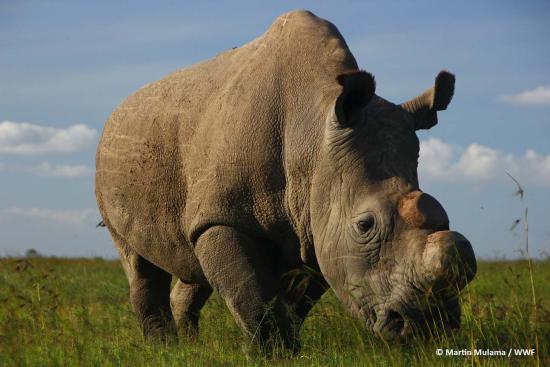 Adiós a Sudán. El rinoceronte blanco del norte, camino a la extinción
