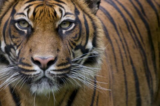 El futuro del tigre de Sumatra, en peligro
