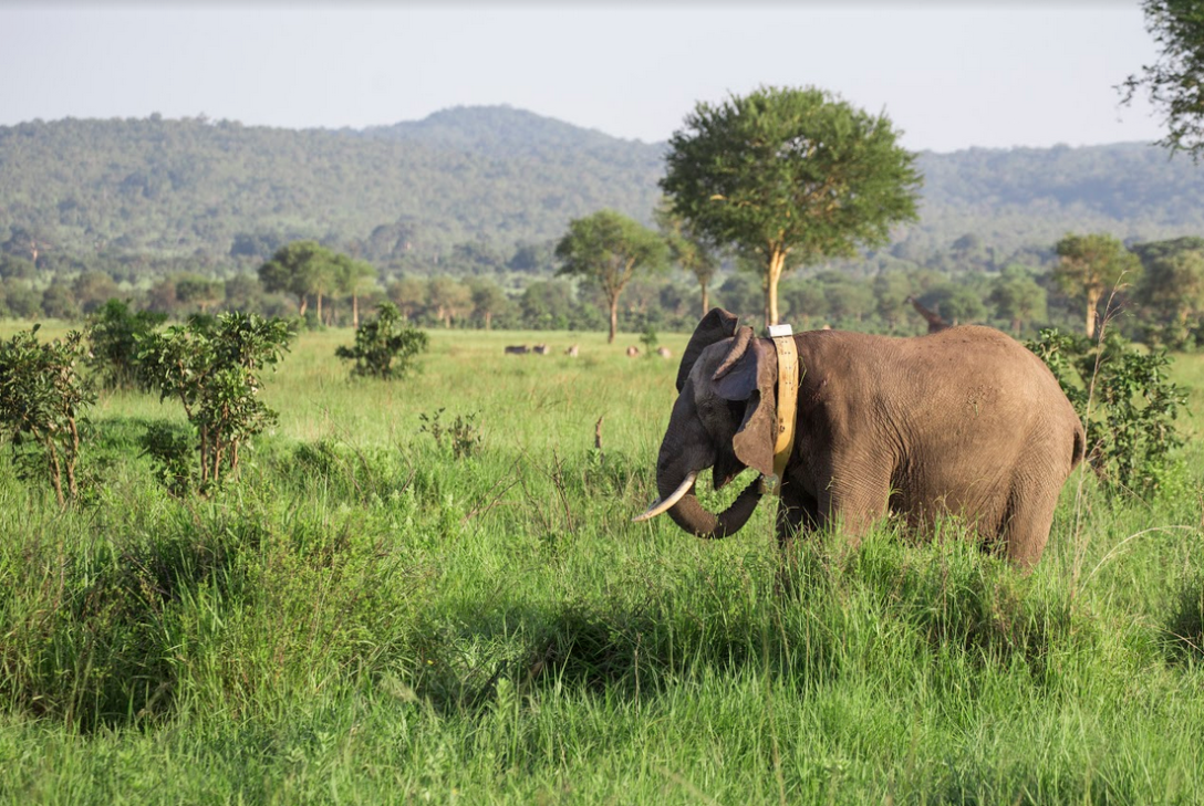 El collar GPS que salva vidas de elefantes