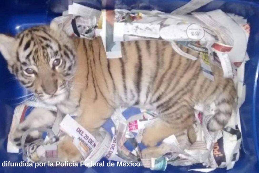 Rescatan un cachorro de tigre que iba a ser enviado por mensajería
