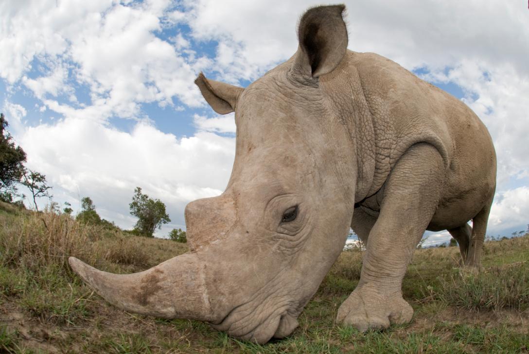 Rinocerontes: víctimas de la codicia y las supersticiones