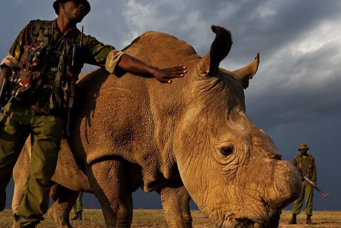 Sudán, el último rino soltero