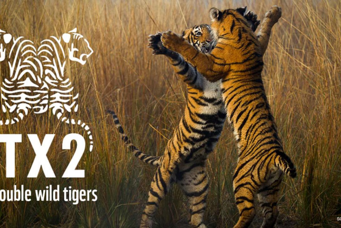 Duplicando el número de tigres en libertad