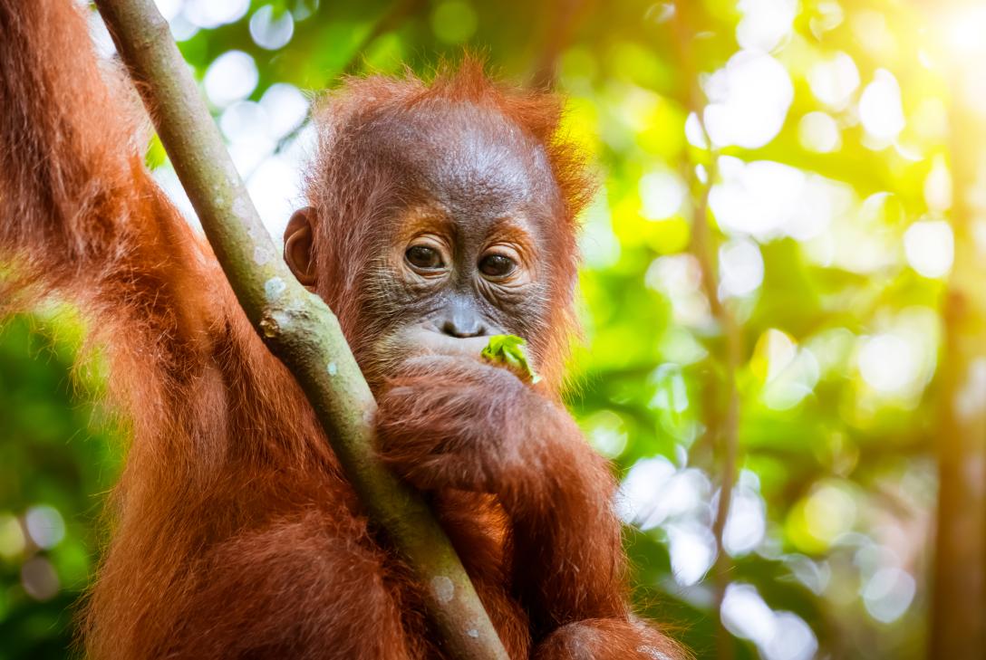 salva al orangutan